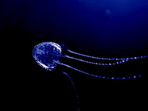 jellyfish_203