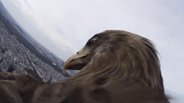 3037185-inline-1280-eagleparis-gopro