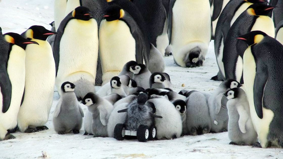 penguin-huddle_wide-5388f7d4482ab590b39a17075178e60b21f52c6f-s40-c85