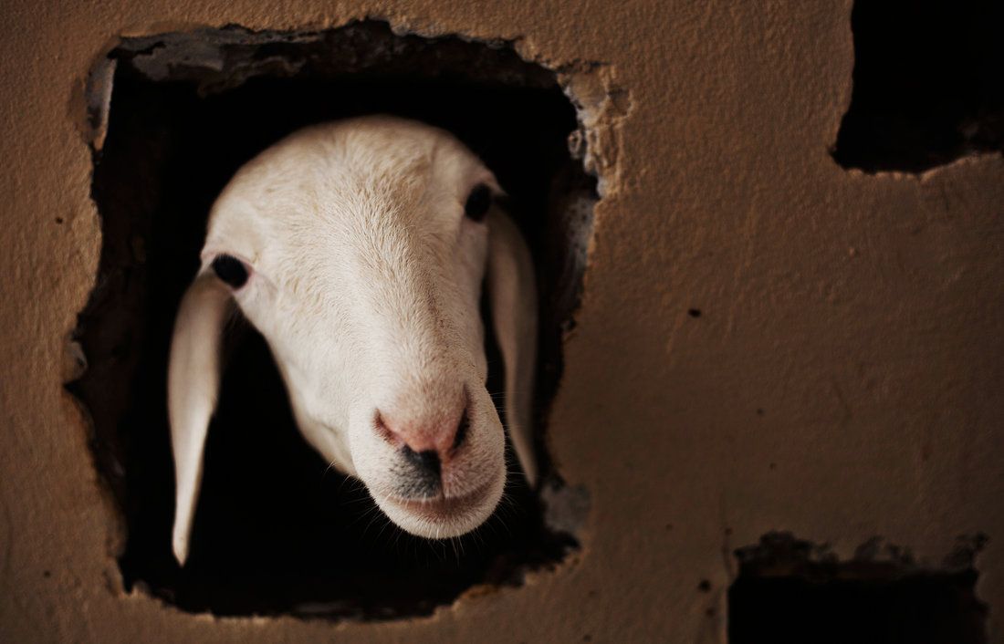 goat_in_wall_edit2_custom-f4f4c3520d09aaa0fe0e3a8d64c0618c3cb38f20-s1100-c85