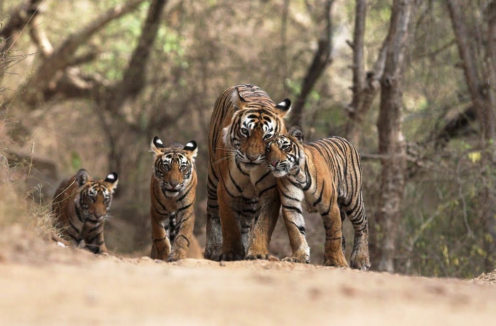 indian-tigers.bigcats.in_