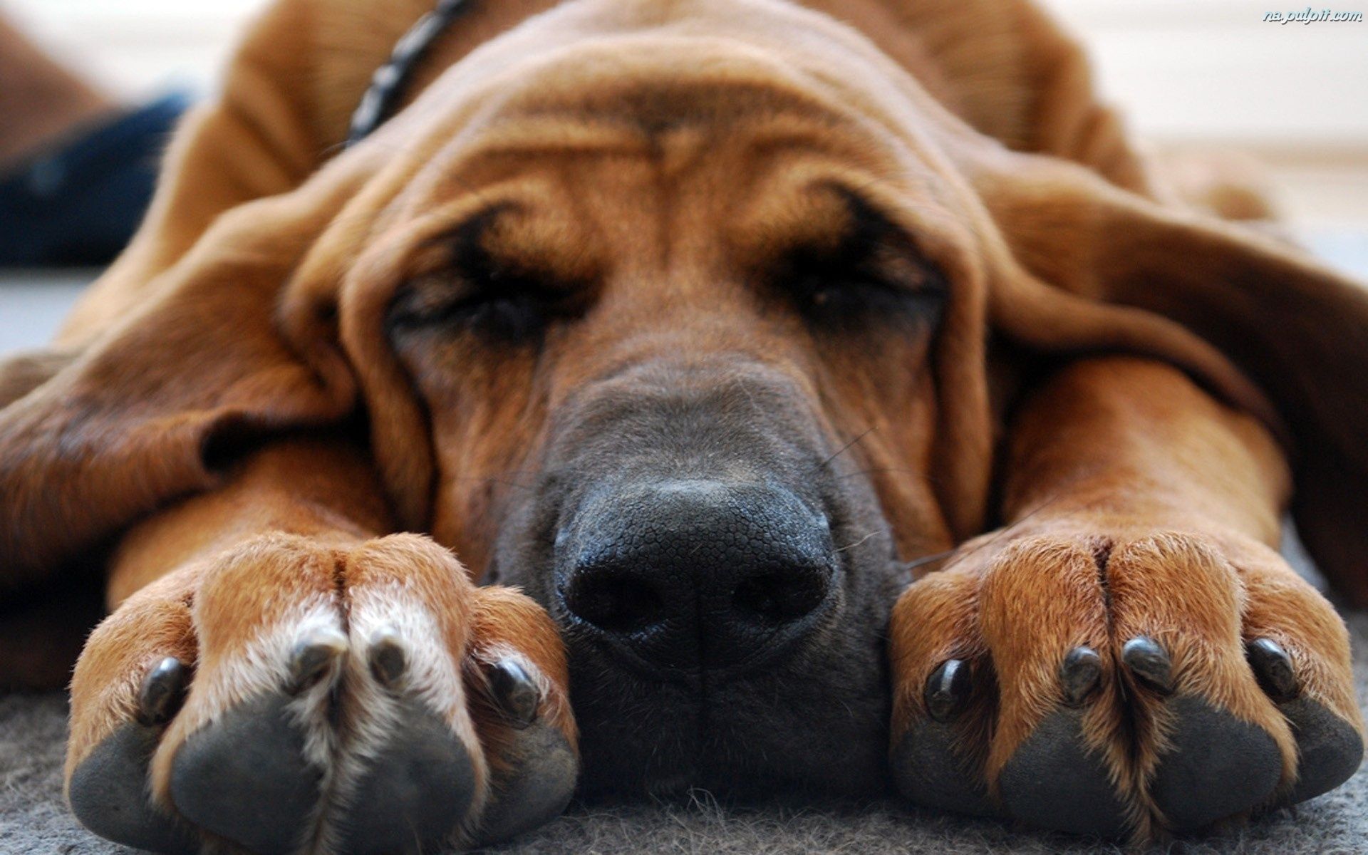 Animals___Dogs_Bloodhound_watching_tenth_dream_050360_