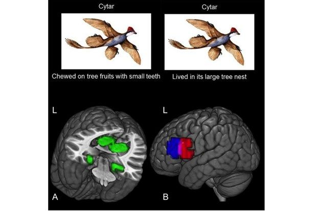 brainmapping1 (1)