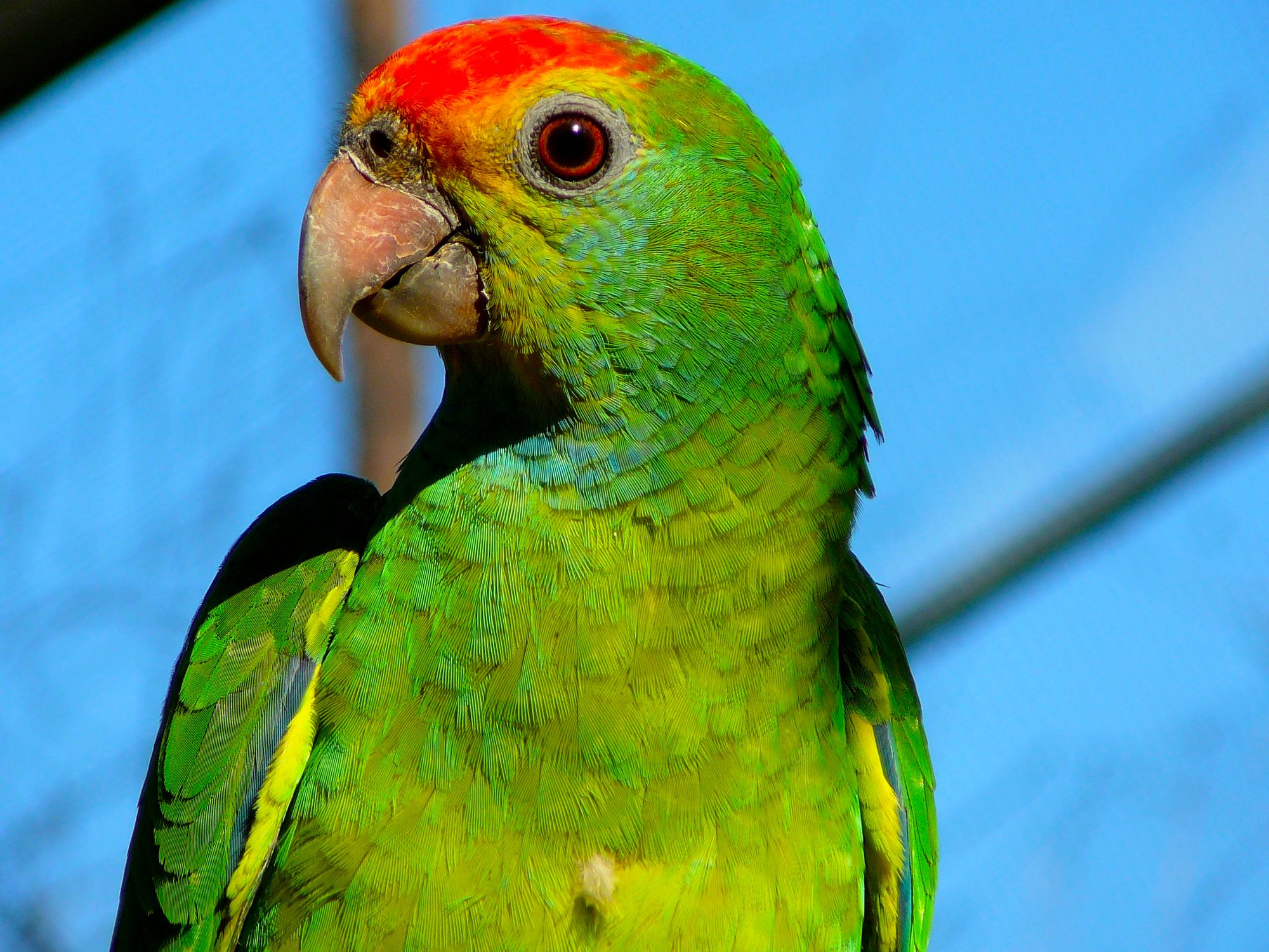 Red-browed_Amazon_parrot