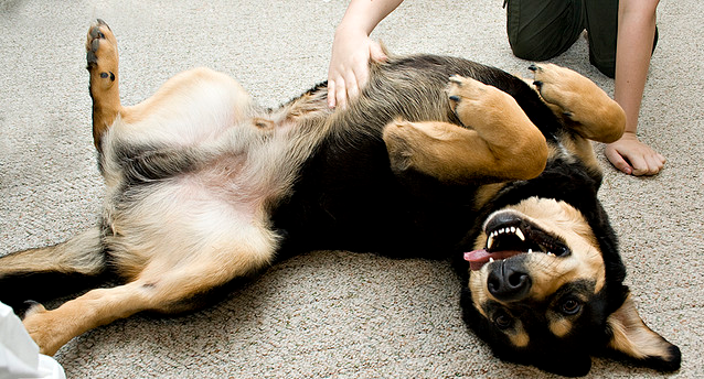 belly-rubbing-dog